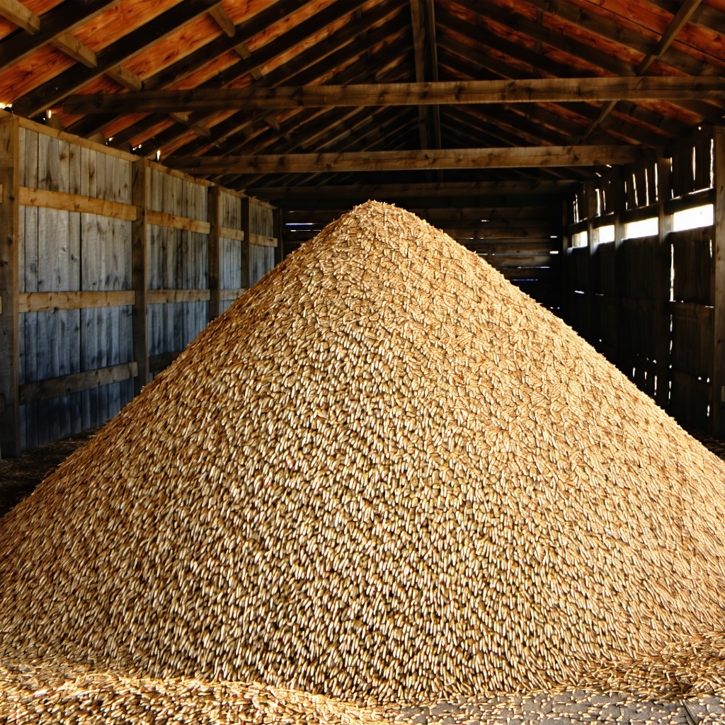 grain in a barn-1